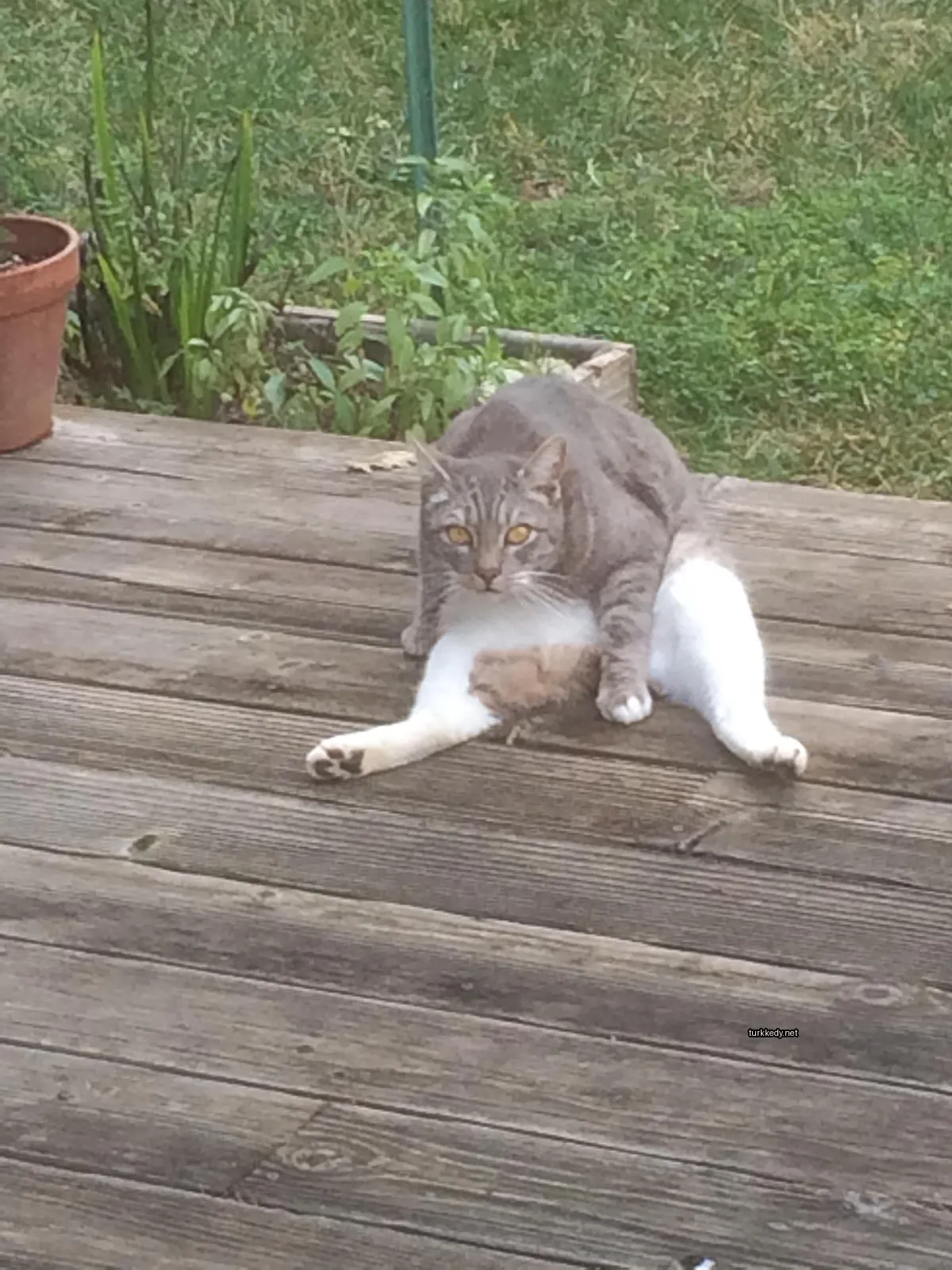 Gri ve beyaz bir kedi bir ahşap terasın üzerinde oturuyor.
