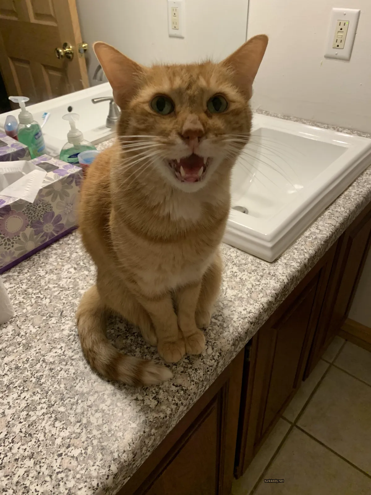Kara ve beyaz bir kedi bir tezgahın üzerinde oturuyor.