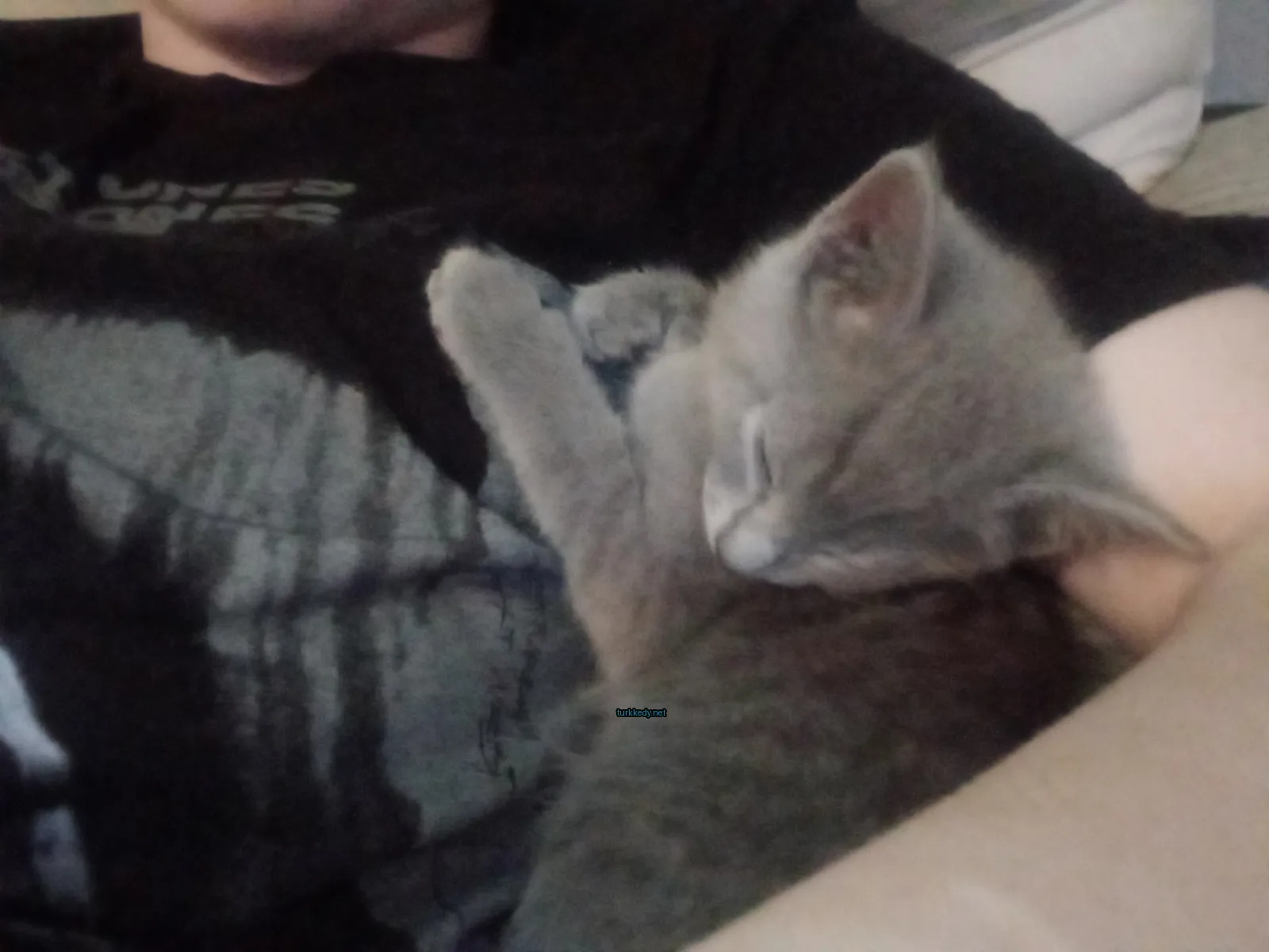 Bir gri kedi bir kişinin göğsünde uyuyor.