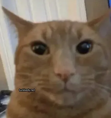 Kara bir kedi, beyaz yüz ve beyaz burun ile.