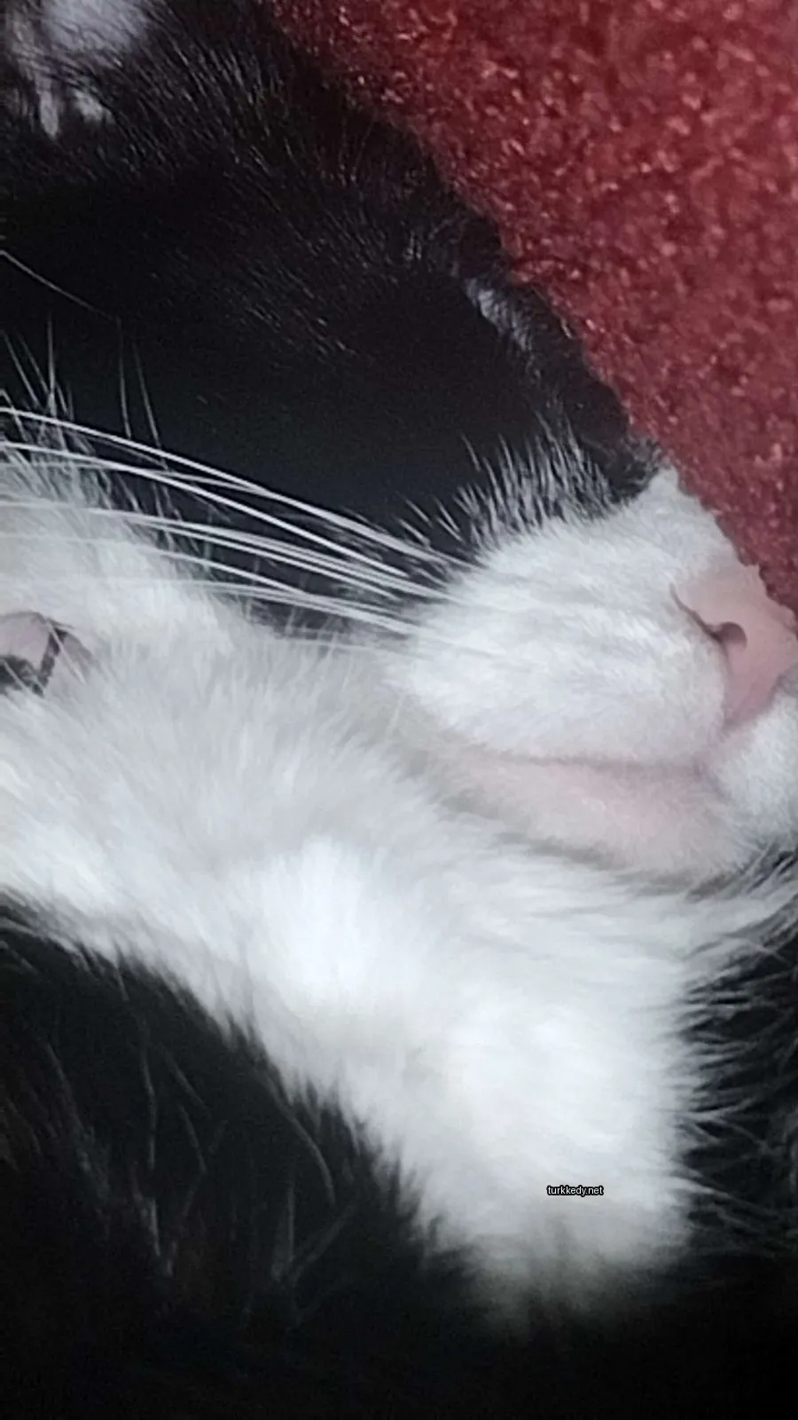 Siyah bir kedi kırmızı bir bez üzerinde yatıyor.
