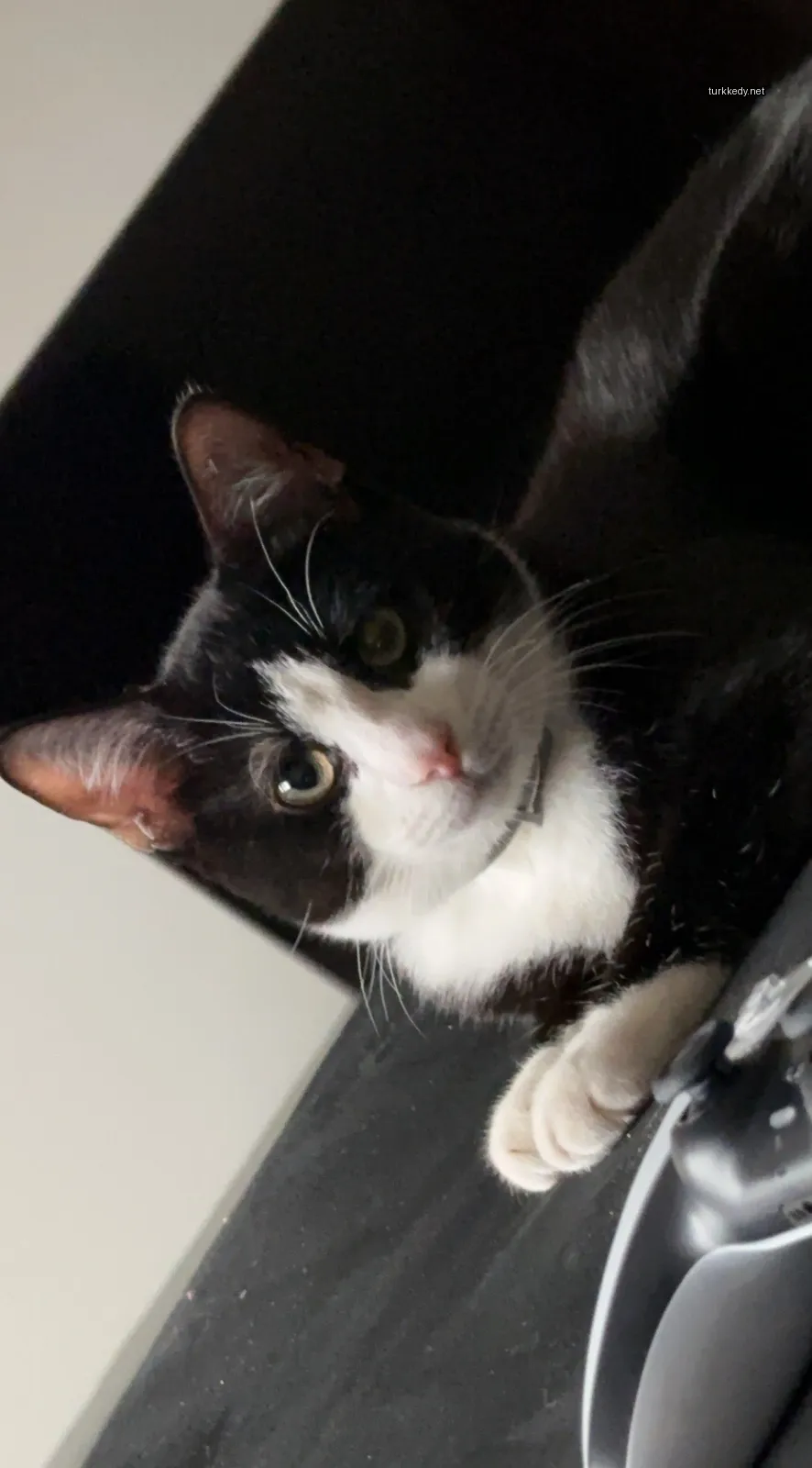 Siyah bir kedi, siyah bir sofa üzerinde beyaz bir çeneli ve ayaklı oturuyor.