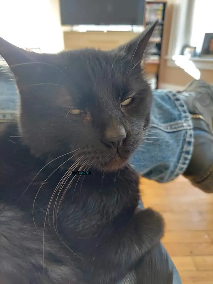 Siyah bir kedi, beyaz burun ve kaşları ile bir sofa üzerinde oturuyor.