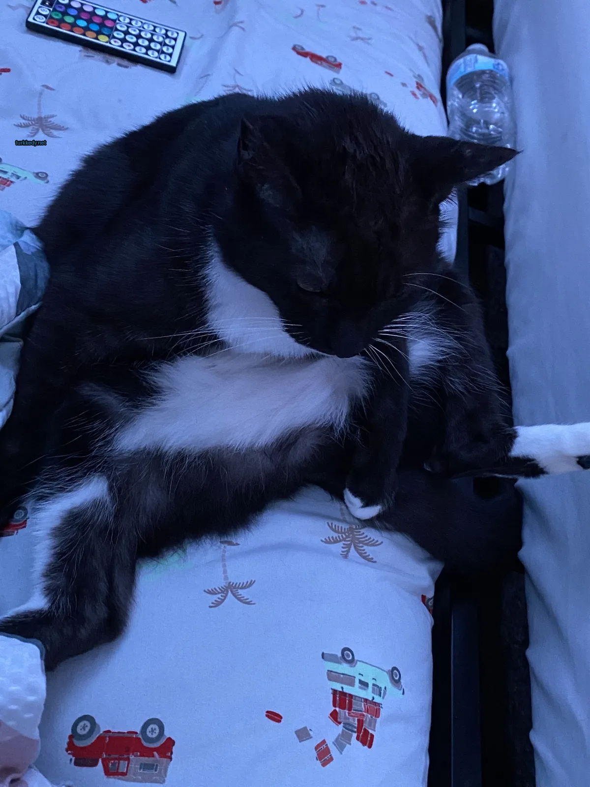 Beyaz ve siyah bir kedi yatağın üzerinde ayaklarını açmış pozisyonda oturuyor.