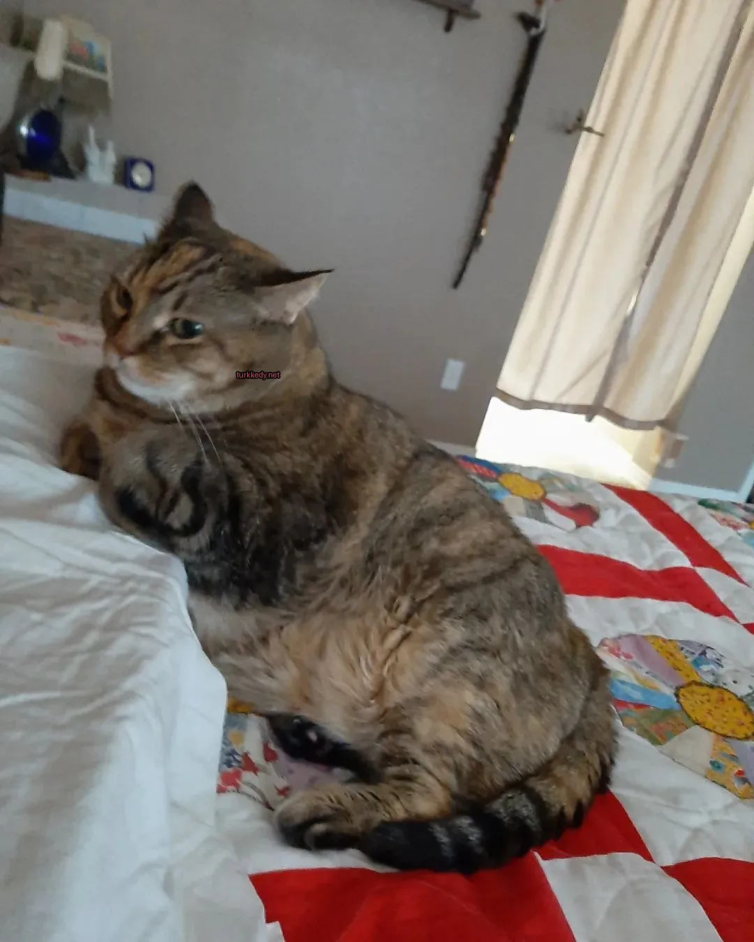 Kara ve kahverengi desenli bir kedi yatakta yatıyor.