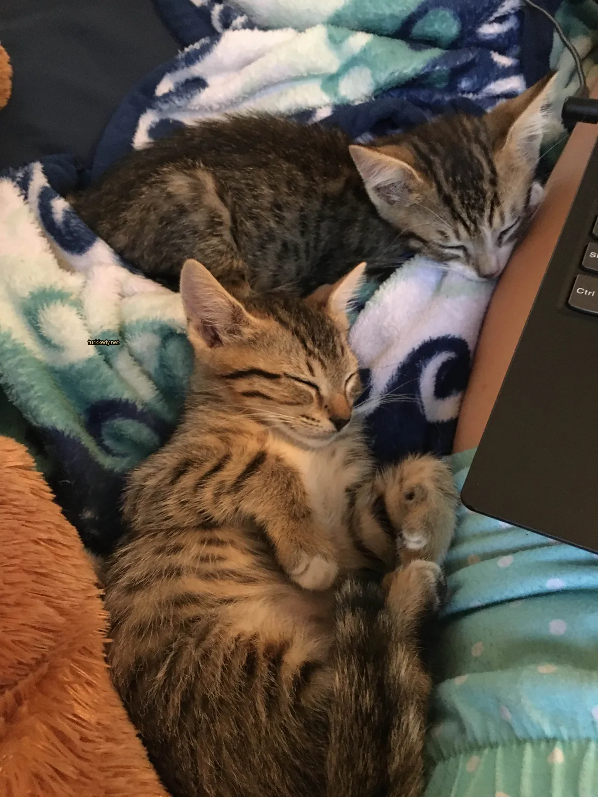 Kırmızı-yeşil desenli bir kedi yavrusu bir battaniyede uyuyor.