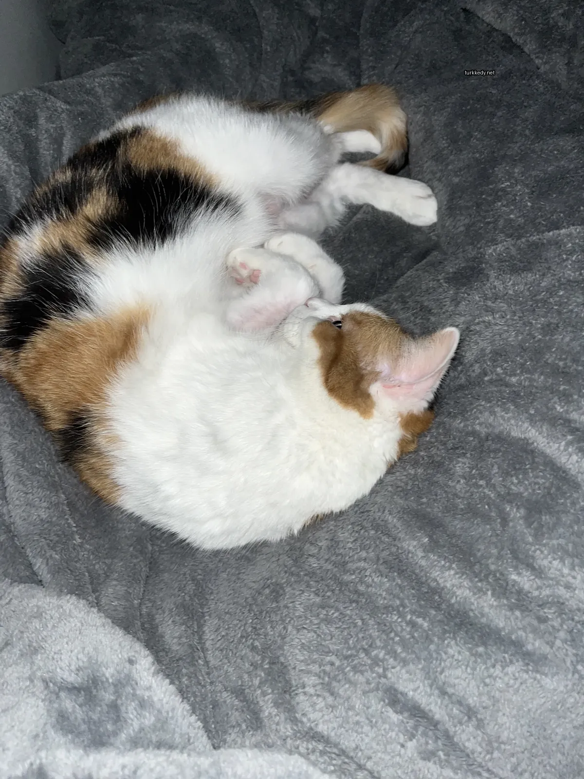 Beyaz ve kahverengi desenli bir kedi yatakta yatıyor.