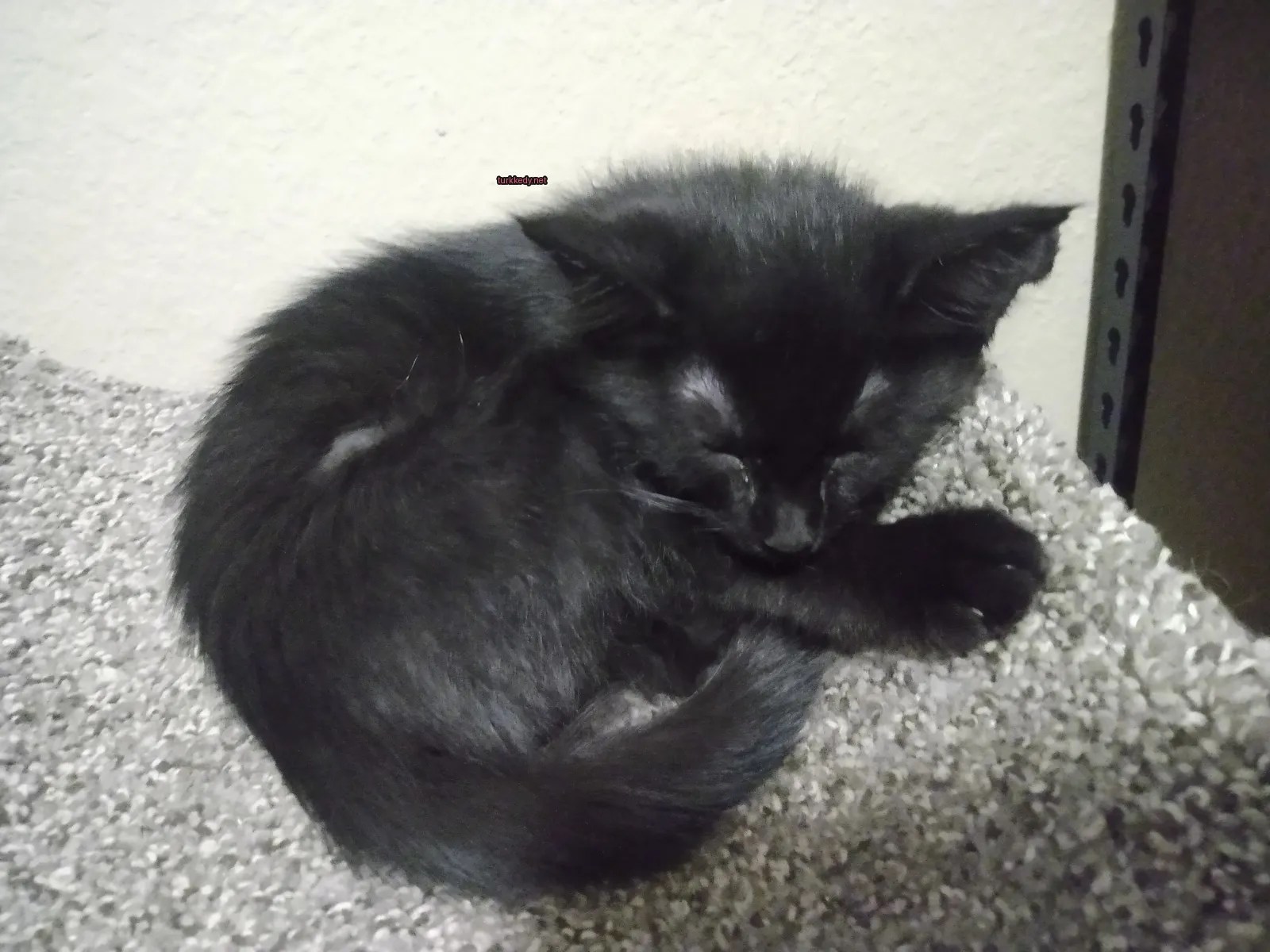 Siyah bir kedi bir halı üzerinde sarılı duruyor.
