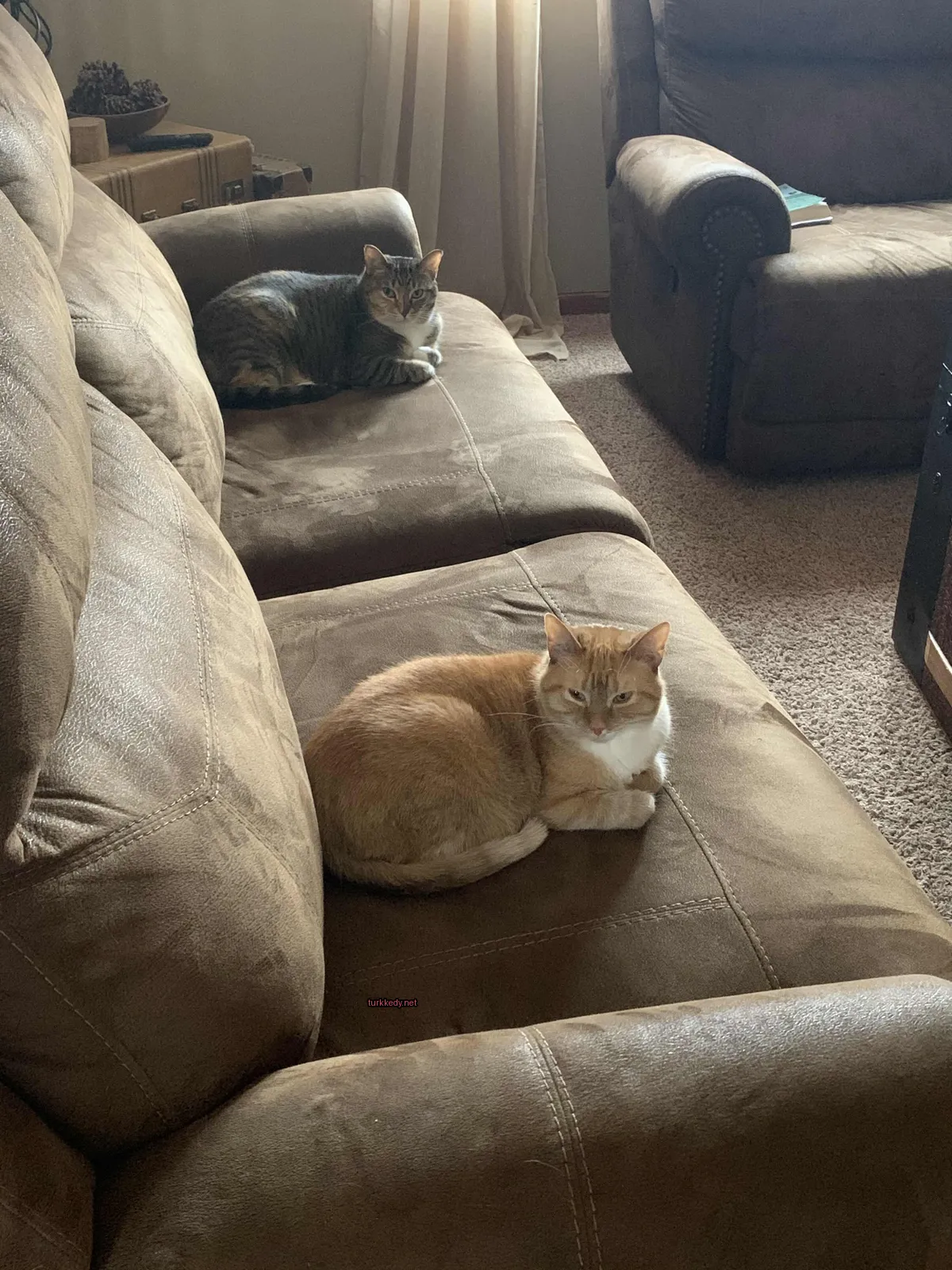 Beyaz göğüs ve sarı tüylü bir kedi bir sofa üzerinde yatıyor.