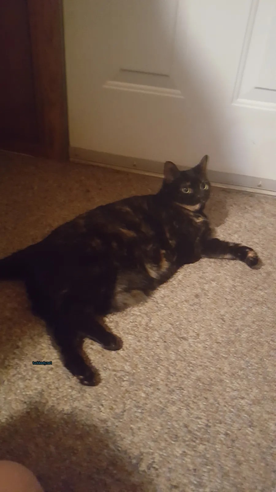 Siyah ve kahverengi bir kedi bir kumaşın üzerinde yatıyor.