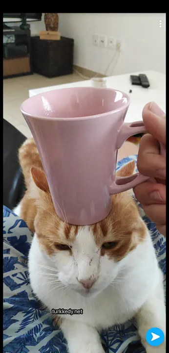 Beyaz yüzü ve krem rengi tüylü bir kedi, bir pink kahve fincanını başına koyarak bir sofa üzerinde oturuyor.