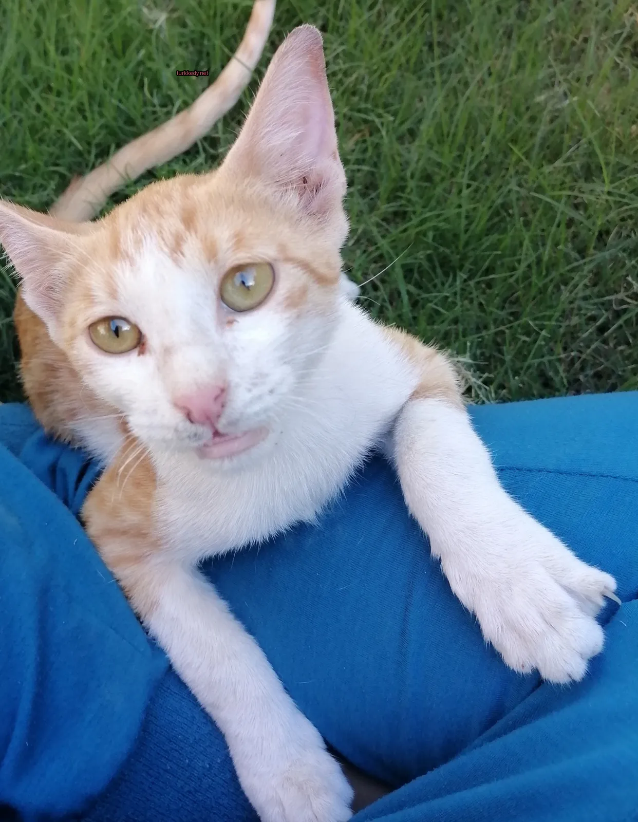 Kırmızı-beyaz bir kedi mavi bir bez üzerinde beyaz yüzü ve pembe burunlu yatıyor.