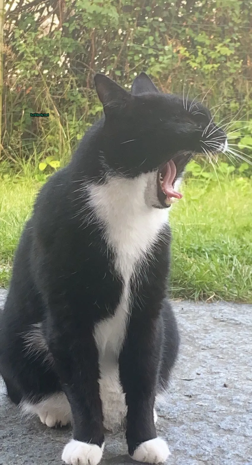 Beyaz gövdesinin ortasındaki siyah bir kedi, siyah kuyruğuyla birlikte oturmaktadır.