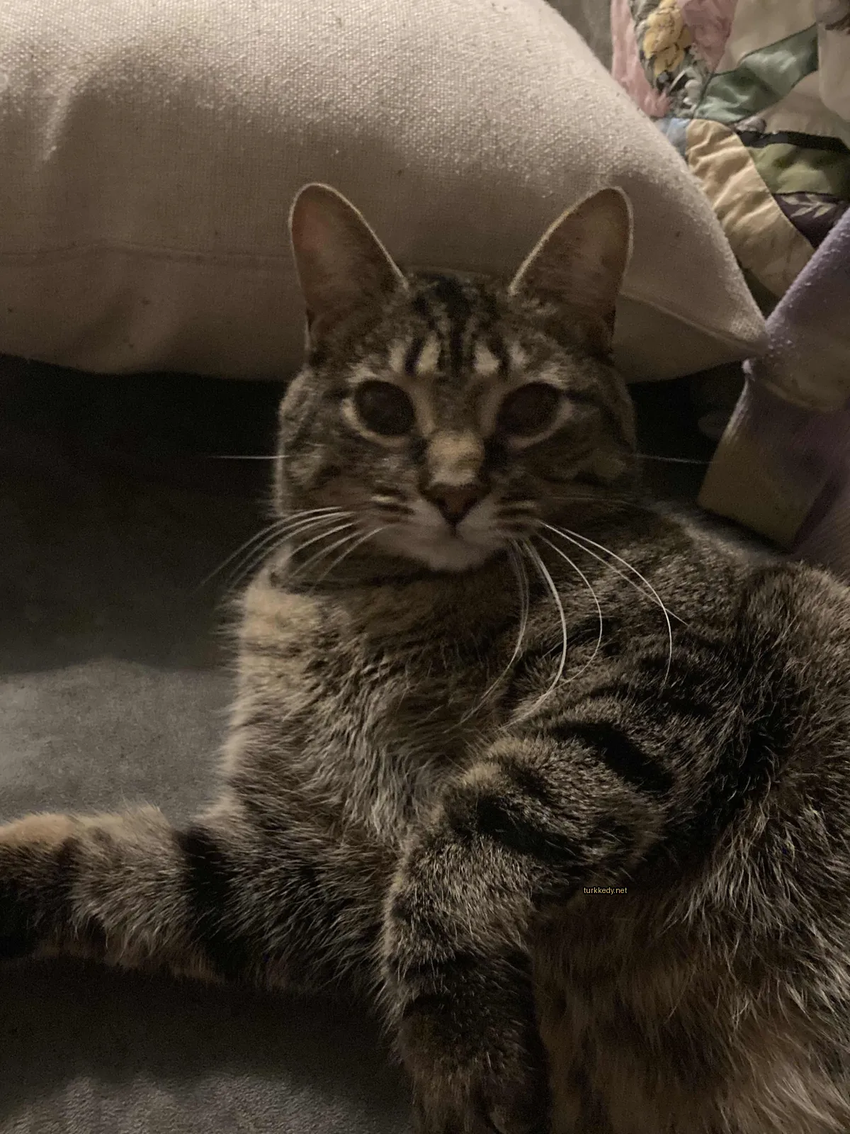 Gri ve beyaz bir kedi, uzun tüylü kuyruğu ile bir sofa üzerinde yatıyor.