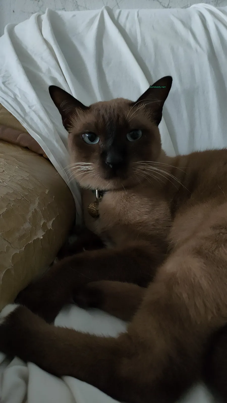 Beyaz bir yastıkta beyaz ve kahverengi bir kedi yatıyor.
