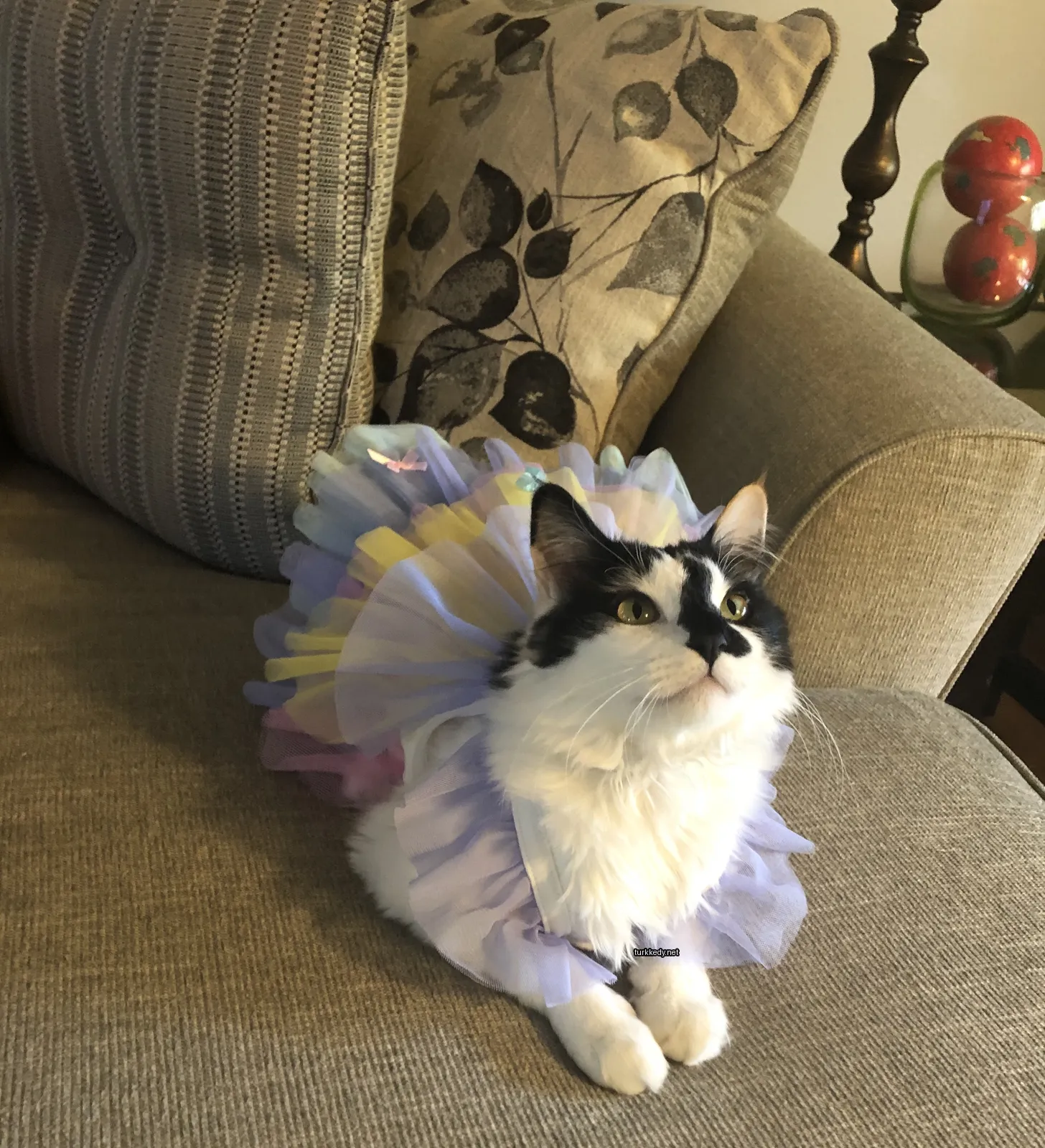 Siyah ve beyaz bir kedi, bir elbise giyinmiş ve bir sofa üzerinde oturuyor.