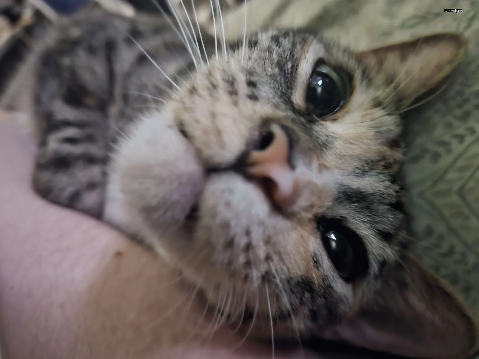 Gri ve beyaz bir kedi, bir kişinin kolunda yatıyor.