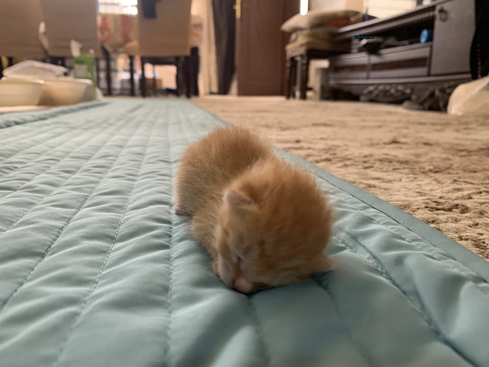 Küçük bir pembe ve beyaz kedi mavi bir bez üzerine uyuyor.