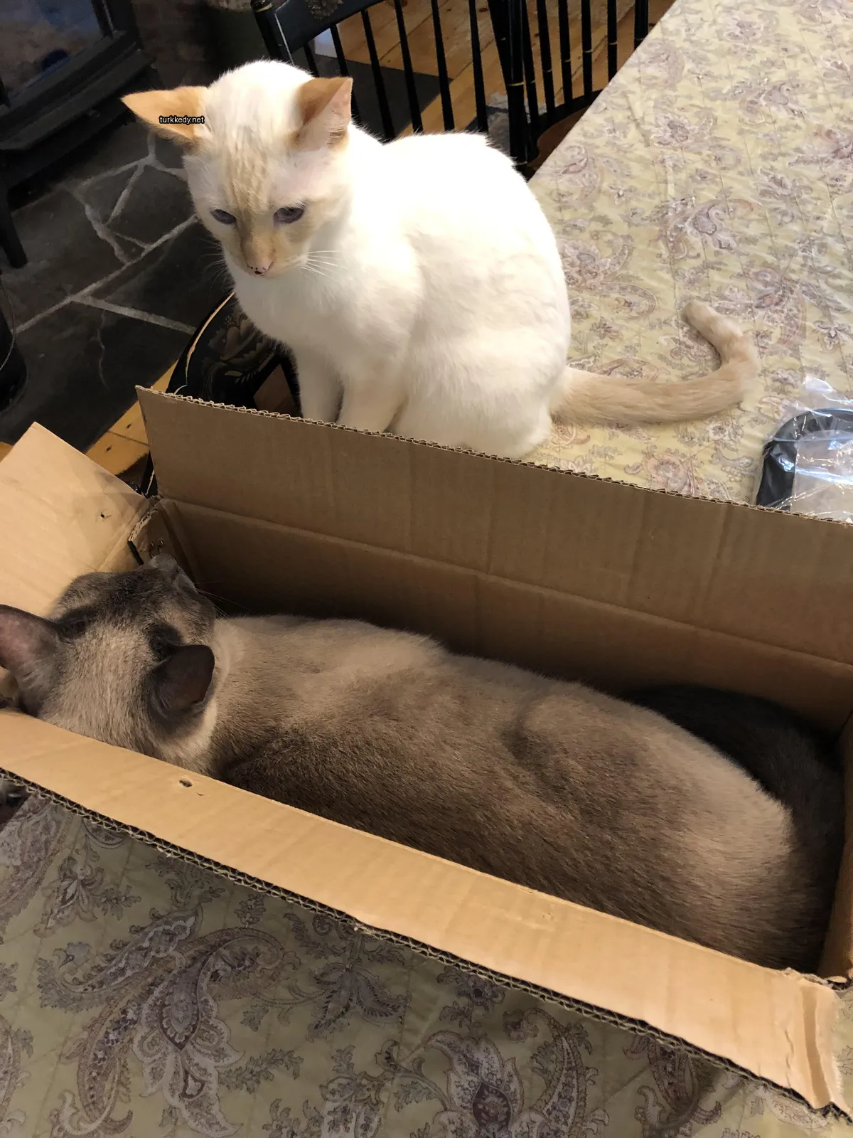 Bir kedi karton kutuda yatıyor.