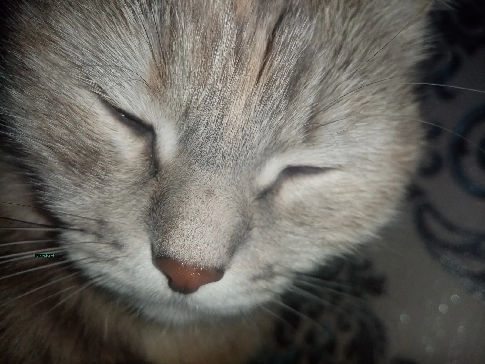 Gri ve beyaz bir kedi, kahverengi burun ve kaşları ile yatakta yatıyor.