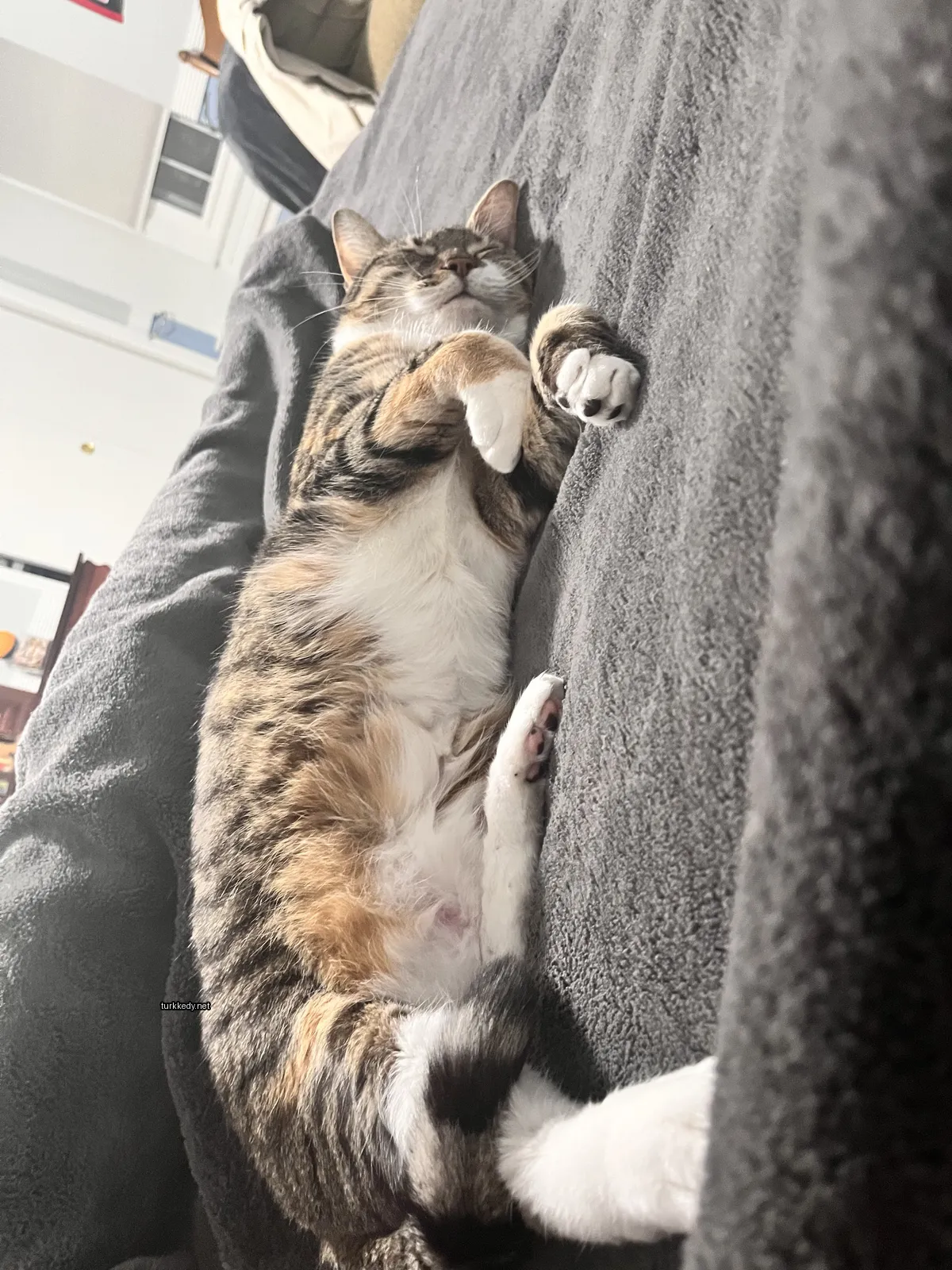 Kara ve siyah bir kedi yatakta yatıyor.