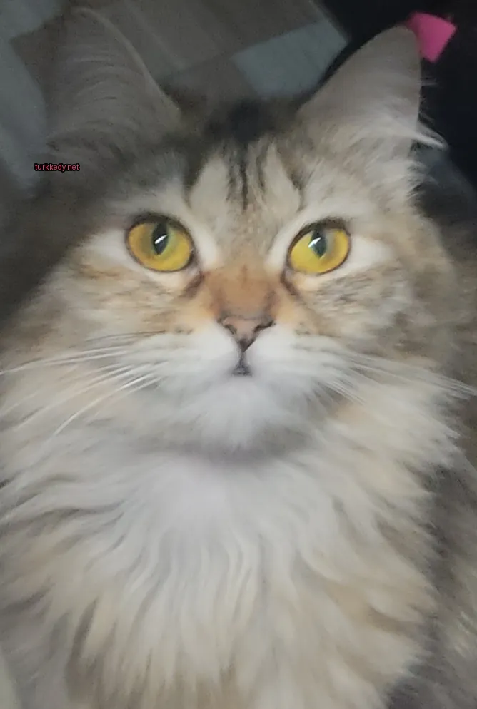 Sarı gözleri ve beyaz çeneli bir püsküllü kedi.