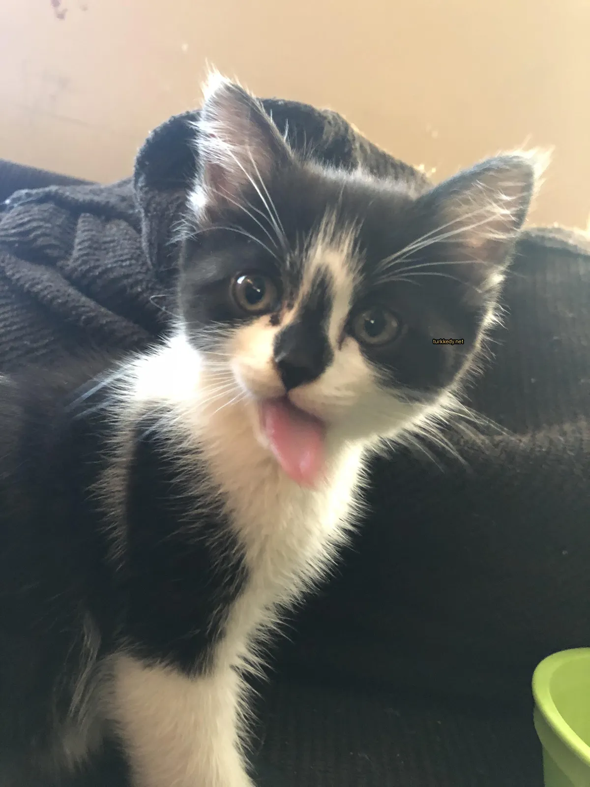 Siyah ve beyaz bir kedi, ağzından pembe dilini dışarı çıkarmış.