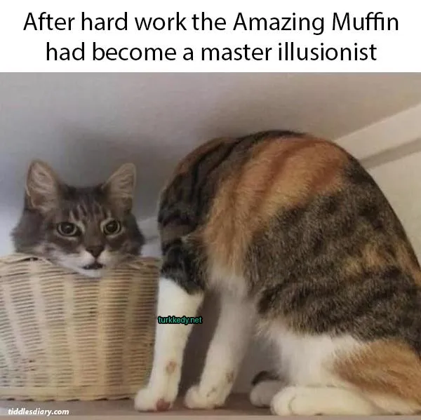 Kırmızı ve siyah desenli bir kedi bir sepette oturuyor.