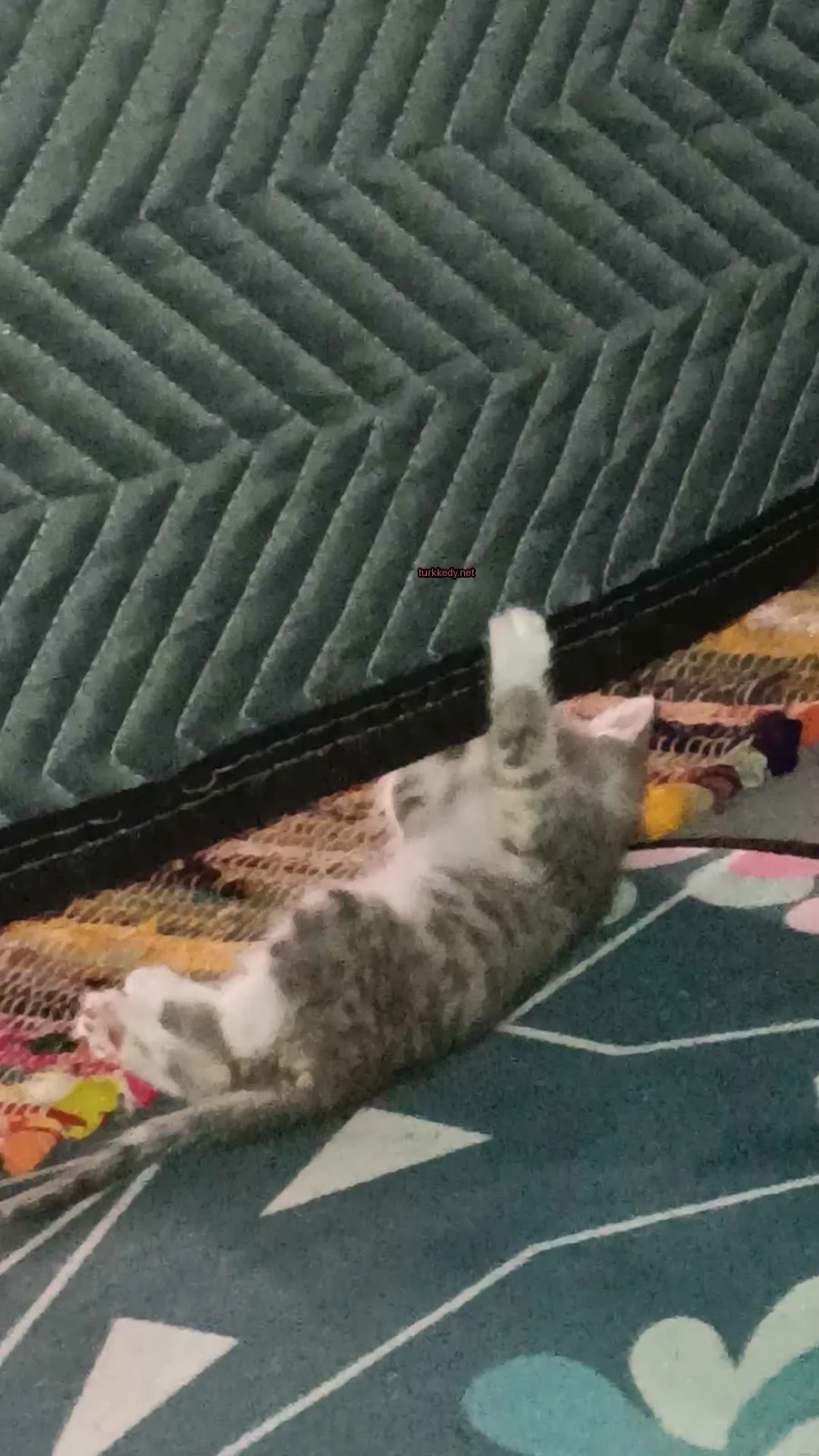 Gri ve beyaz bir kedi bir halı üzerinde yatıyor.
