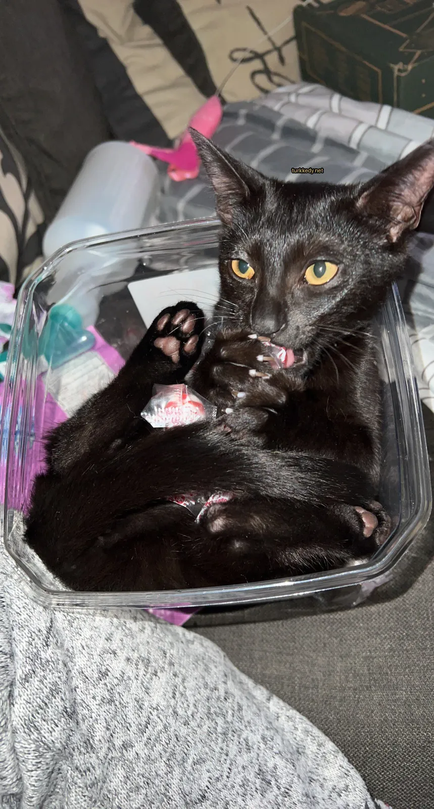 Siyah bir kedi, beyaz bir ayakla plastik bir kutuda oturuyor.