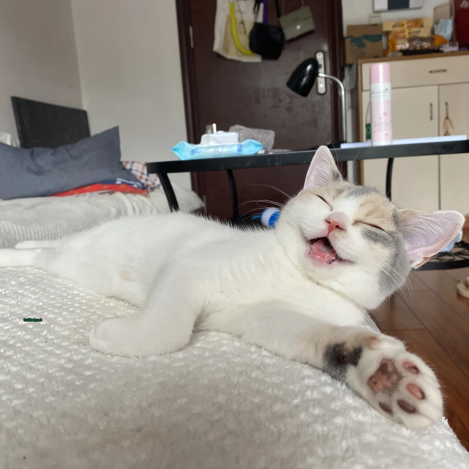 Beyaz bir kedi beyaz bir yatakta beyaz bir kedi beyaz bir yatakta beyaz bir kedi beyaz bir yatakta beyaz bir kedi beyaz bir yatakta beyaz bir kedi beyaz bir yatakta beyaz bir kedi beyaz bir yatakta be