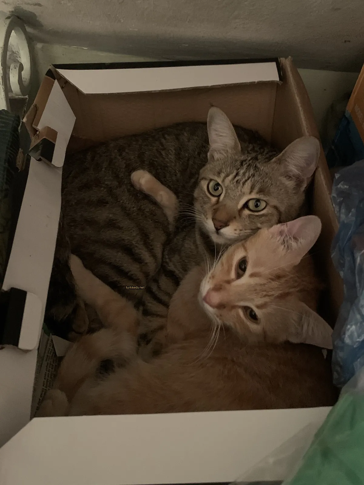 İki kedi boxta yan yana sarılı duruyor.
