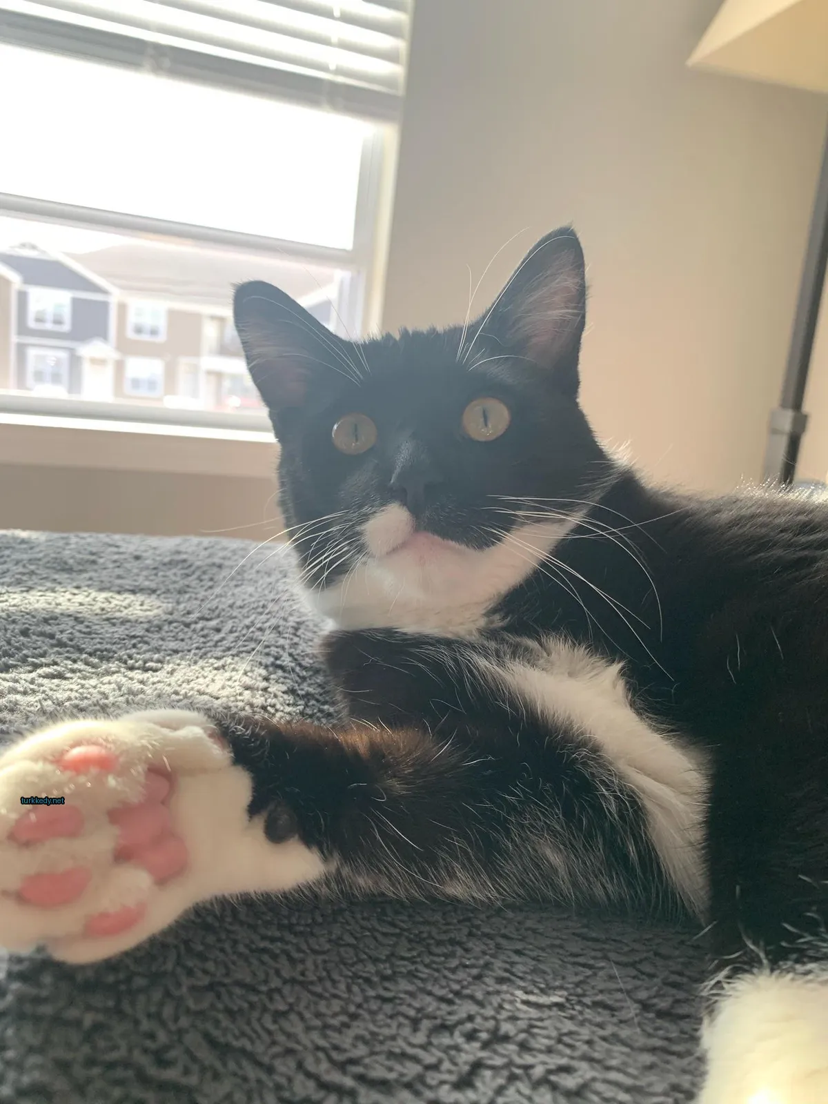 Siyah ve beyaz bir kedi, pink ayakları ile yatan bir yatakta yatıyor.