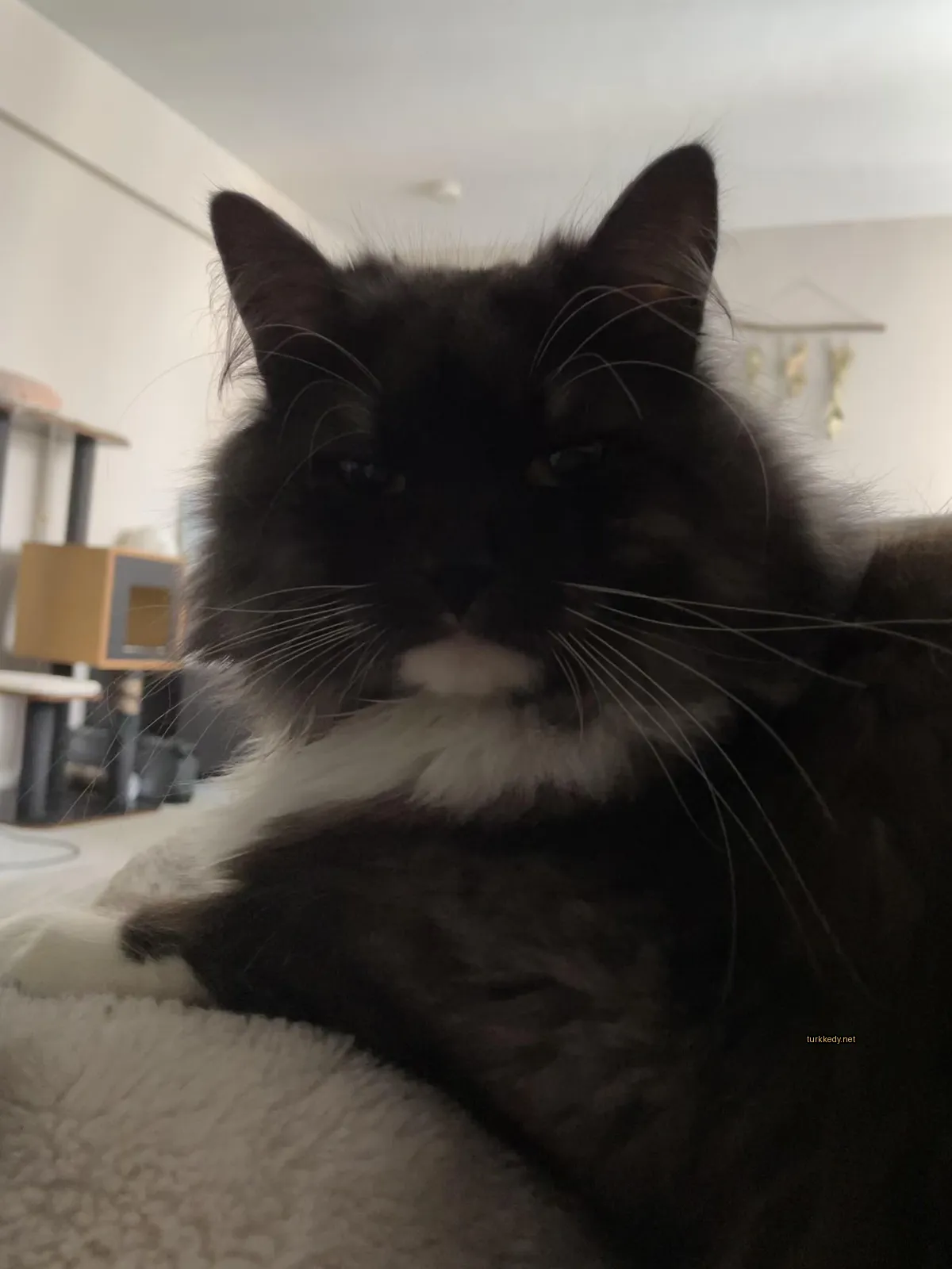 Siyah bir kedi beyaz bir örtü üzerinde beyaz yanakları ve tırnakları ile yatıyor.