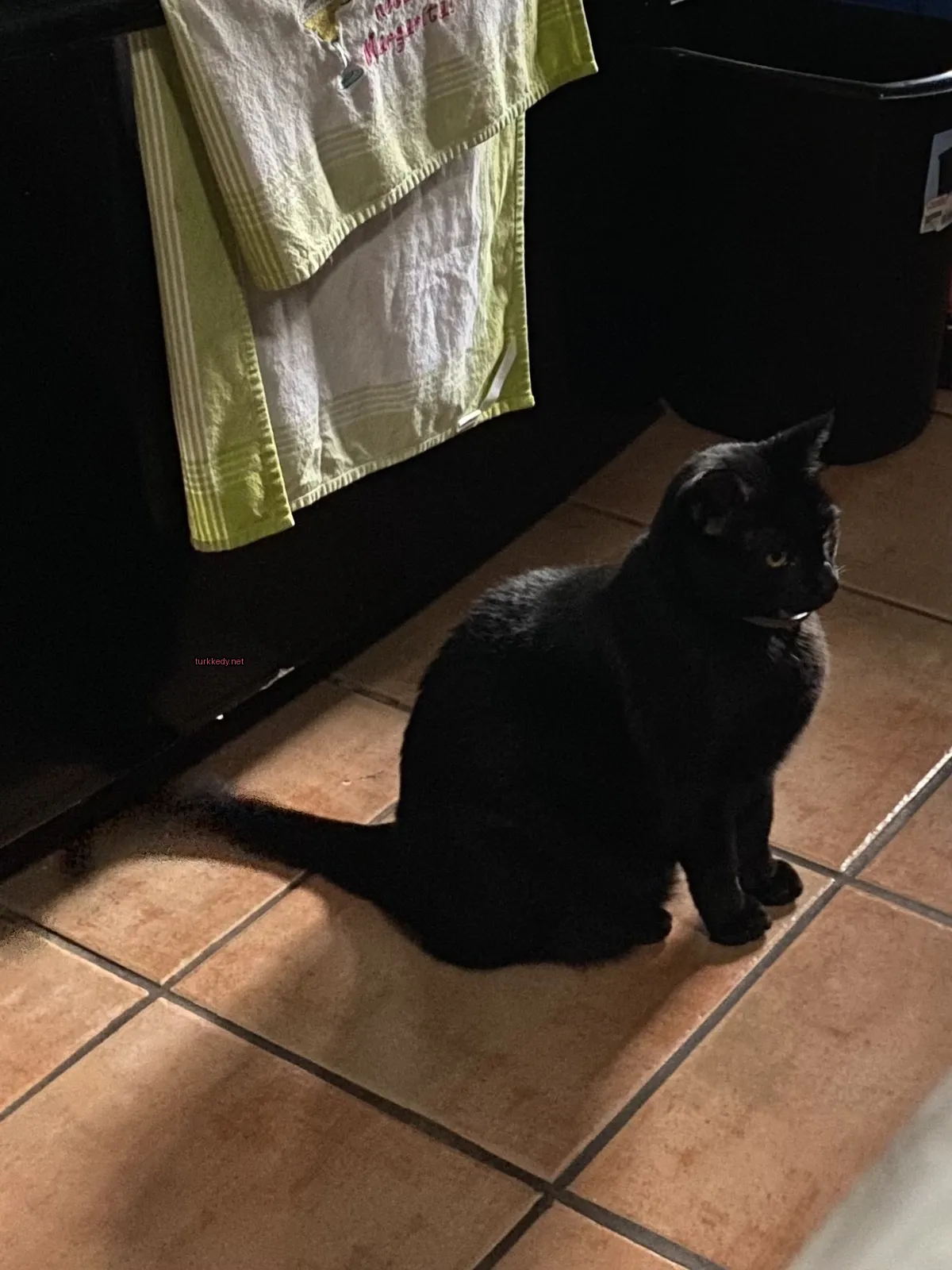 Bir siyah kedi bir buzdolabının önünde bir mermer zeminde oturuyor.