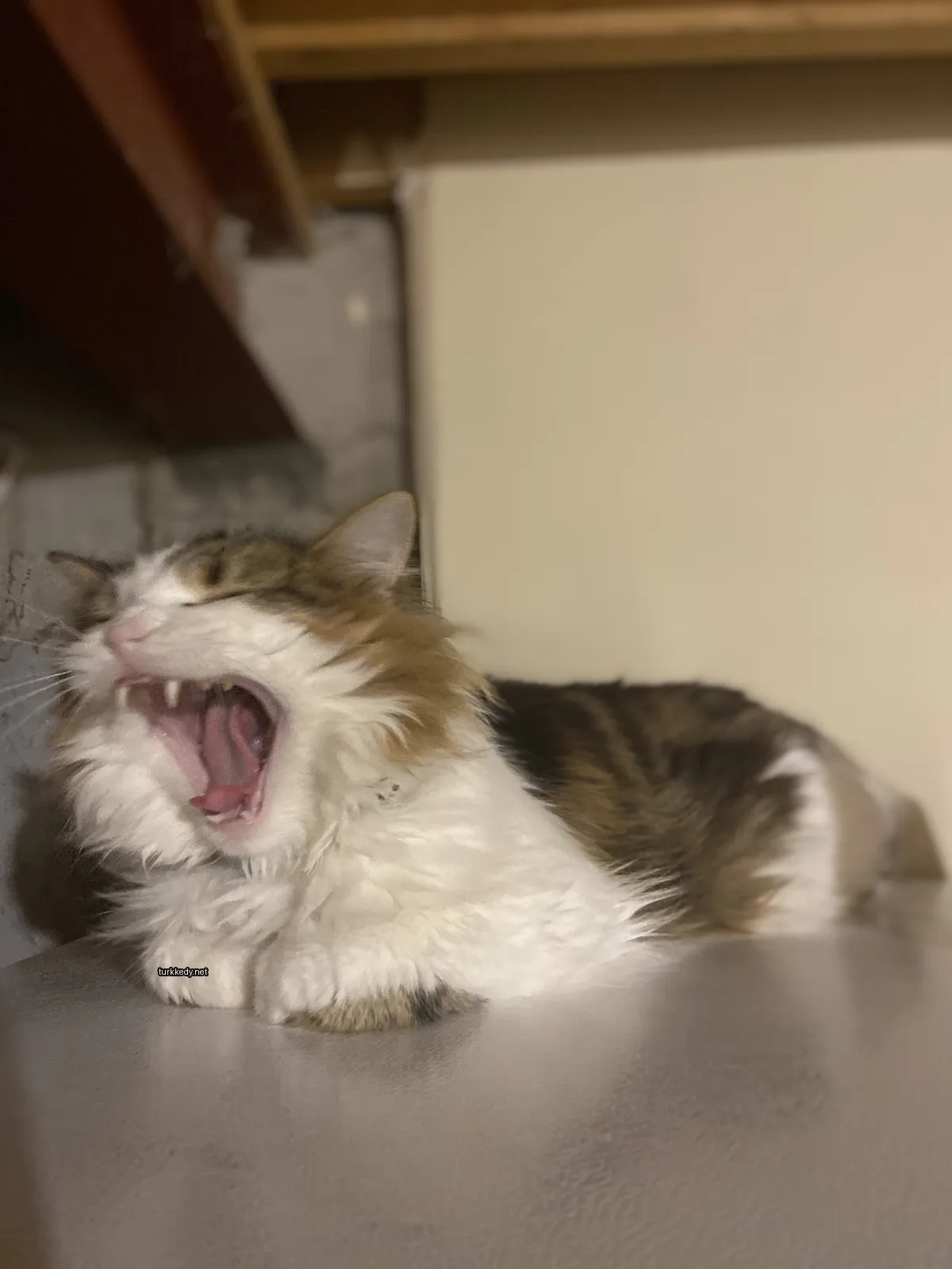 Kara ve beyaz bir kedi, siyah bir kolye takılı, bir masada yatıyor.