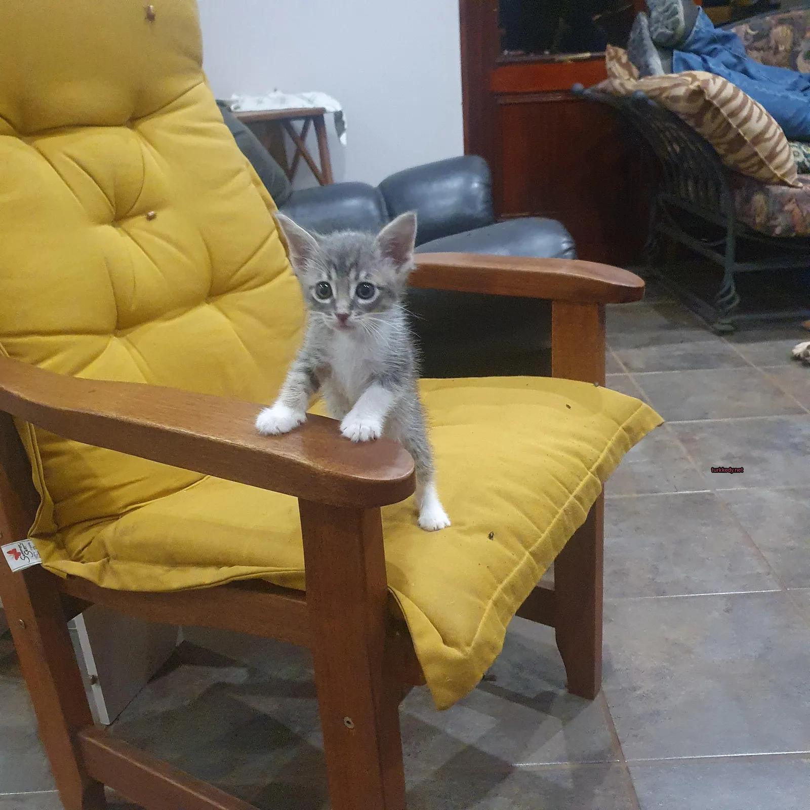 Beyaz ve gri bir kedi, sarı bir sandalyede oturuyor.