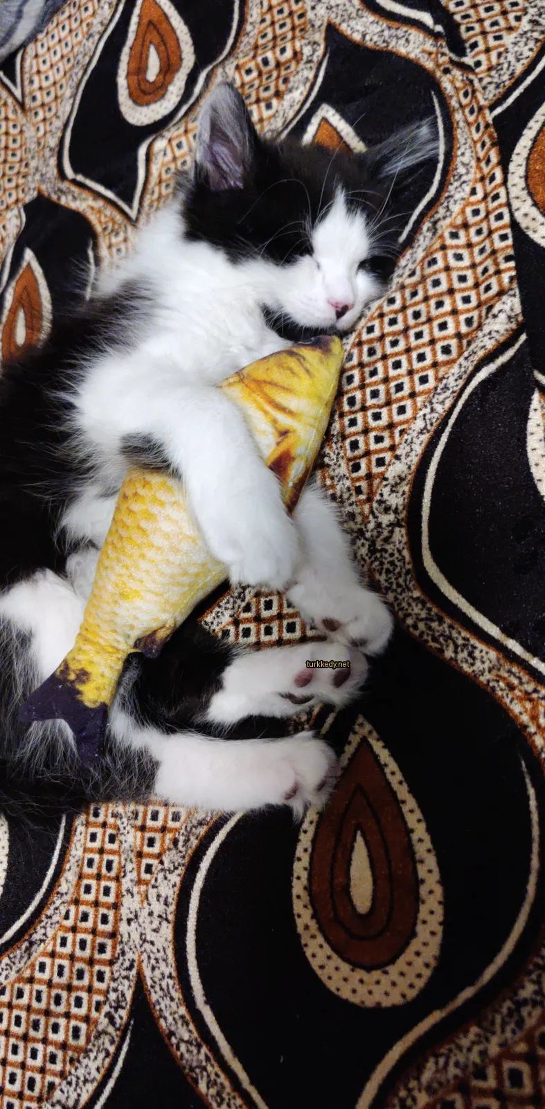 Beyaz ve siyah bir kedi yatakta bir balık oyuncakla yatıyor.