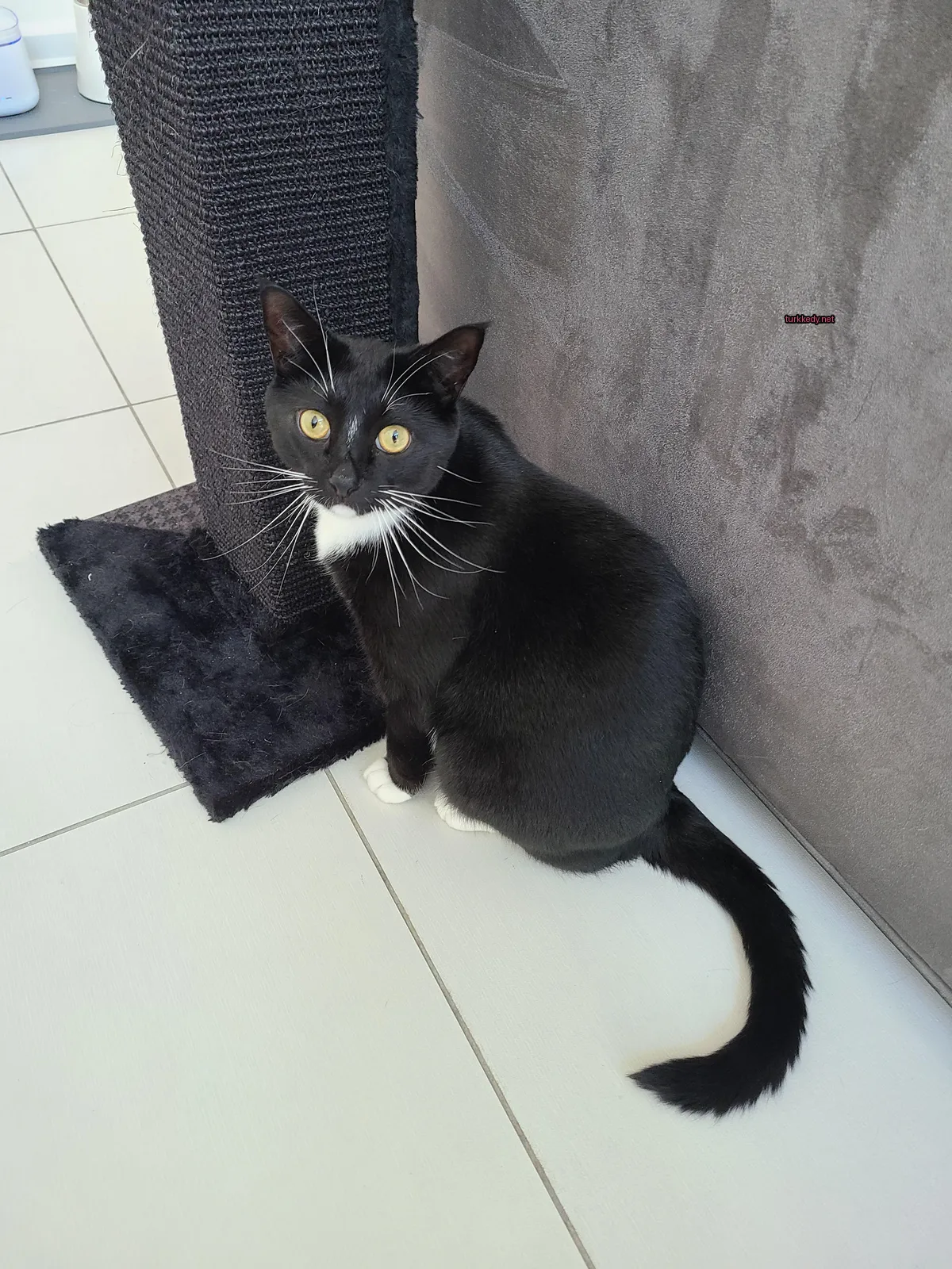 Siyah ve beyaz bir kedi beyaz mermer zemine bir kedi kulesinin yanına oturmaktadır.