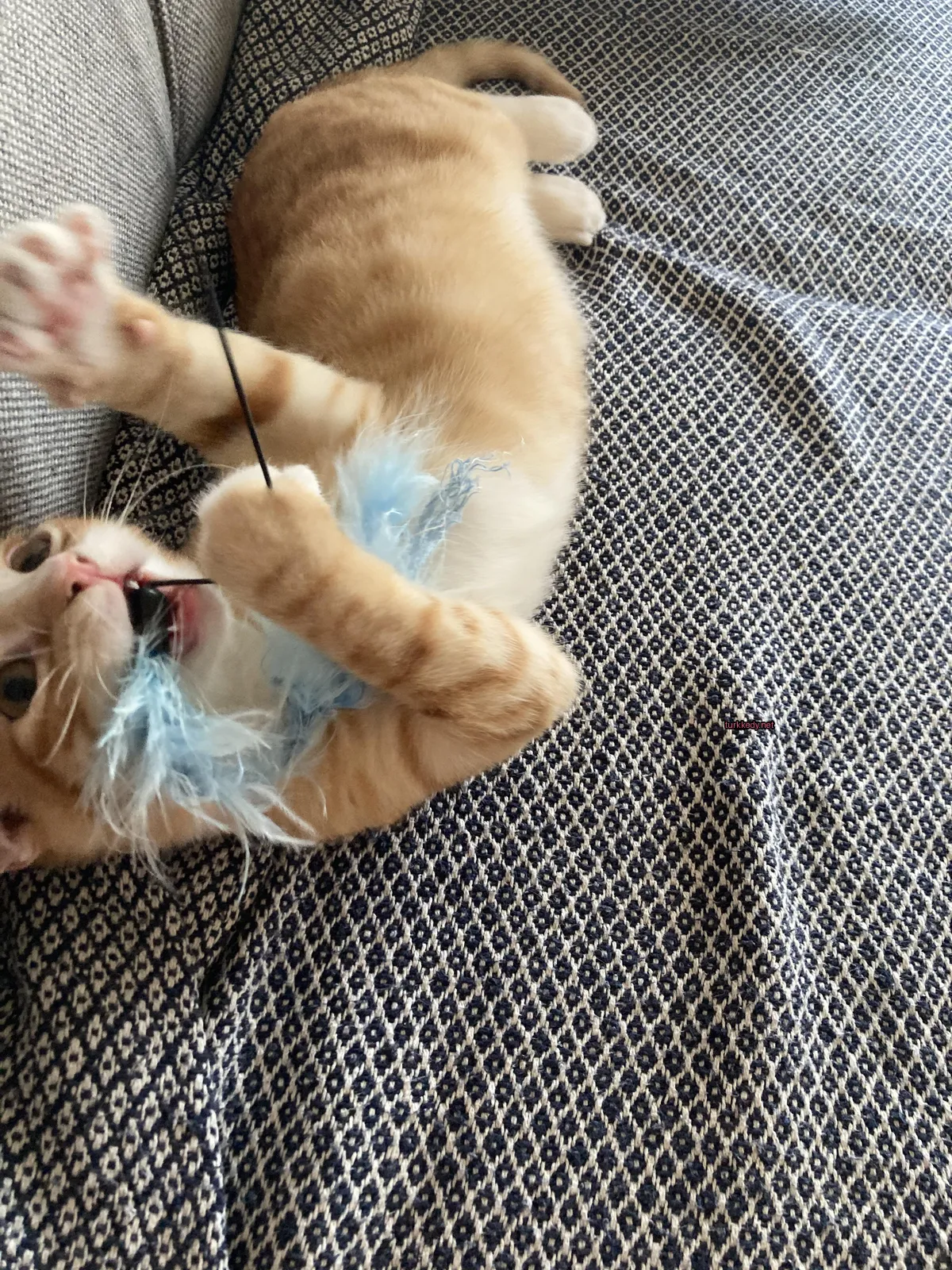 Kırmızı-beyaz bir kedi, mavi bir tüy oyuncakla oynuyor.