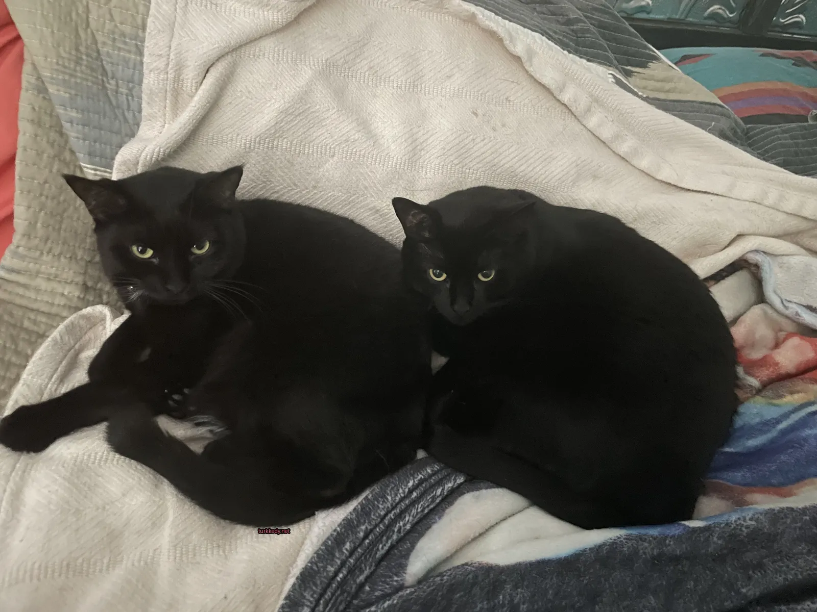 İki siyah kedi bir battaniğe yatıyor.