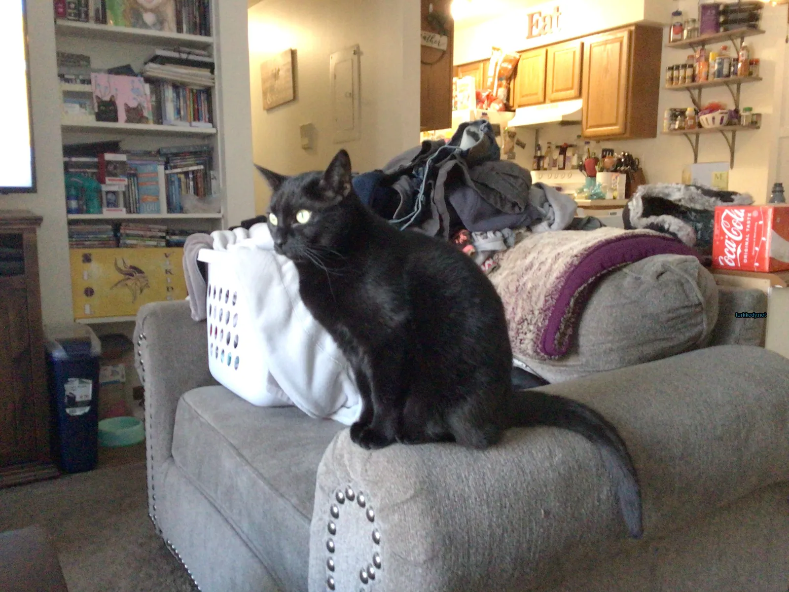 Kahverengi bir kedi bir dolu odada bir sofa üzerinde oturuyor.