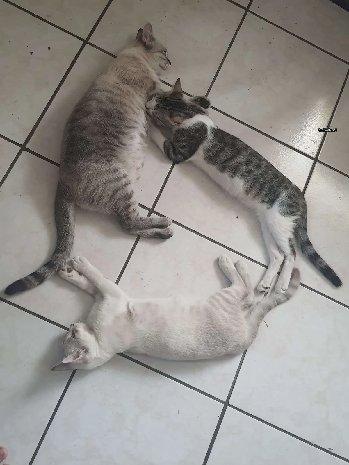 Beyaz bir kedi zemine yatıyor.
