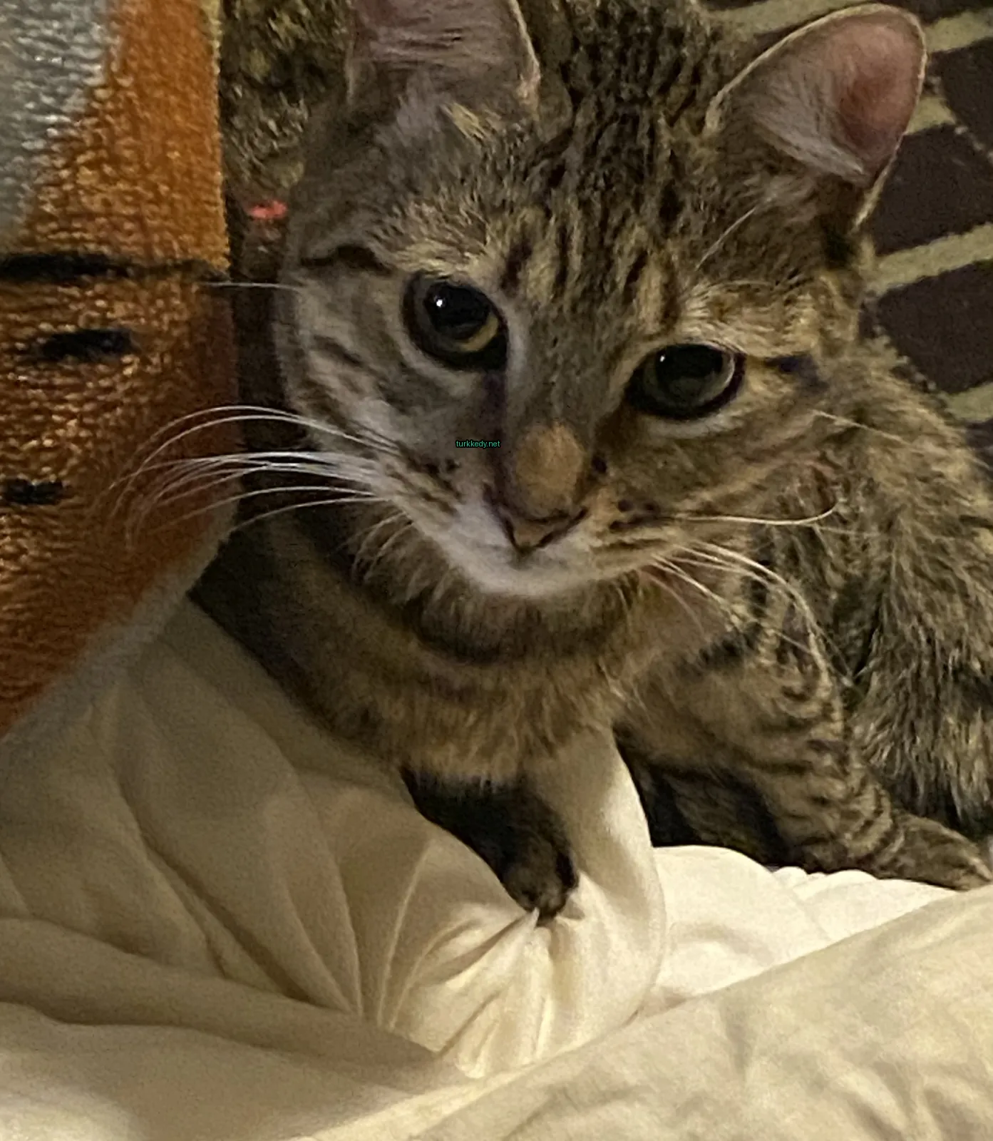 Beyaz bir örtüde yeşil gözleri olan bir kahverengi ve beyaz bir kedi oturuyor.