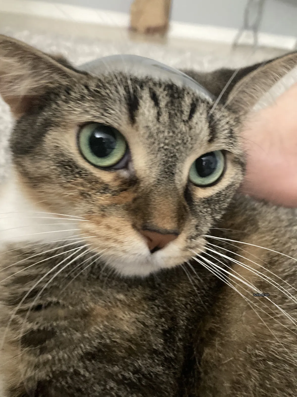 Gri ve beyaz bir kedi, yeşil gözleri ve beyaz bir ayak ile.