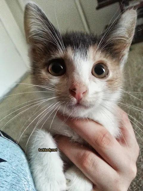 Beyaz ve kahverengi bir püskürtü olan küçük bir kedi, bir insana tutuluyor.