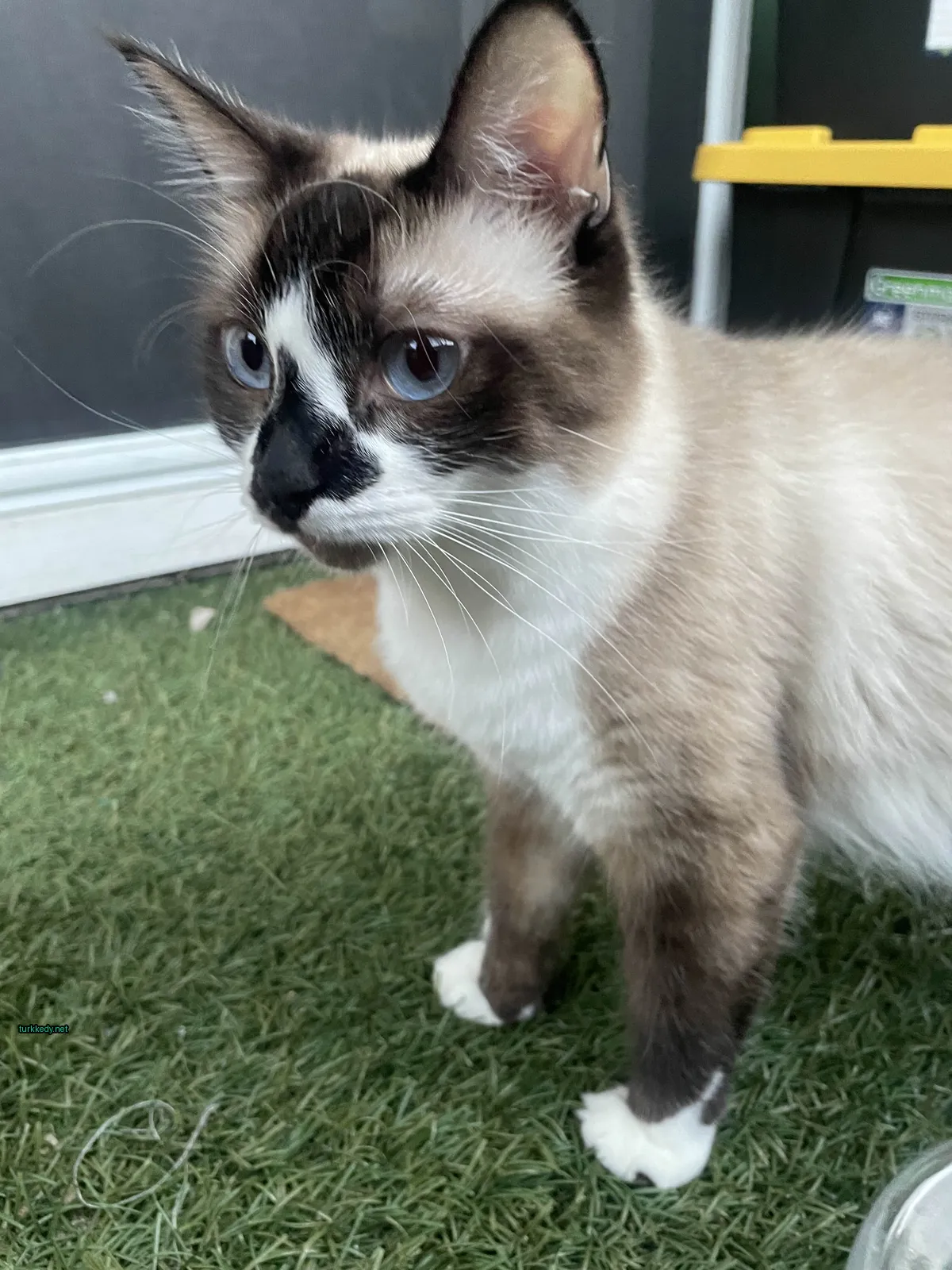 Beyaz ve siyah bir kedi, siyah burun ve tırnaklarıyla yeşil bir halı üzerinde duruyor.