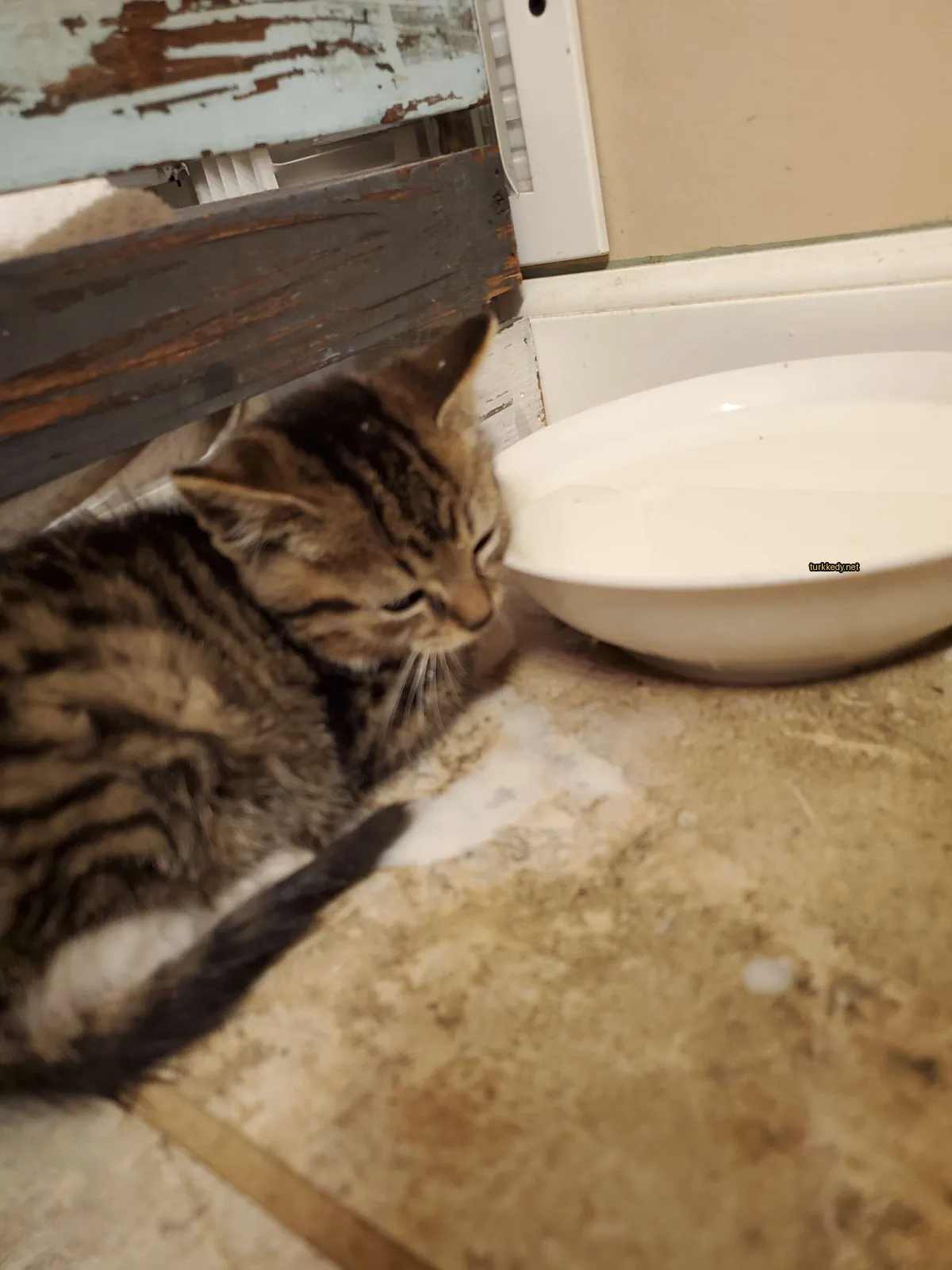 Bir kedi yavrusu, bir su bardağı yanındaki zemine yatmış.