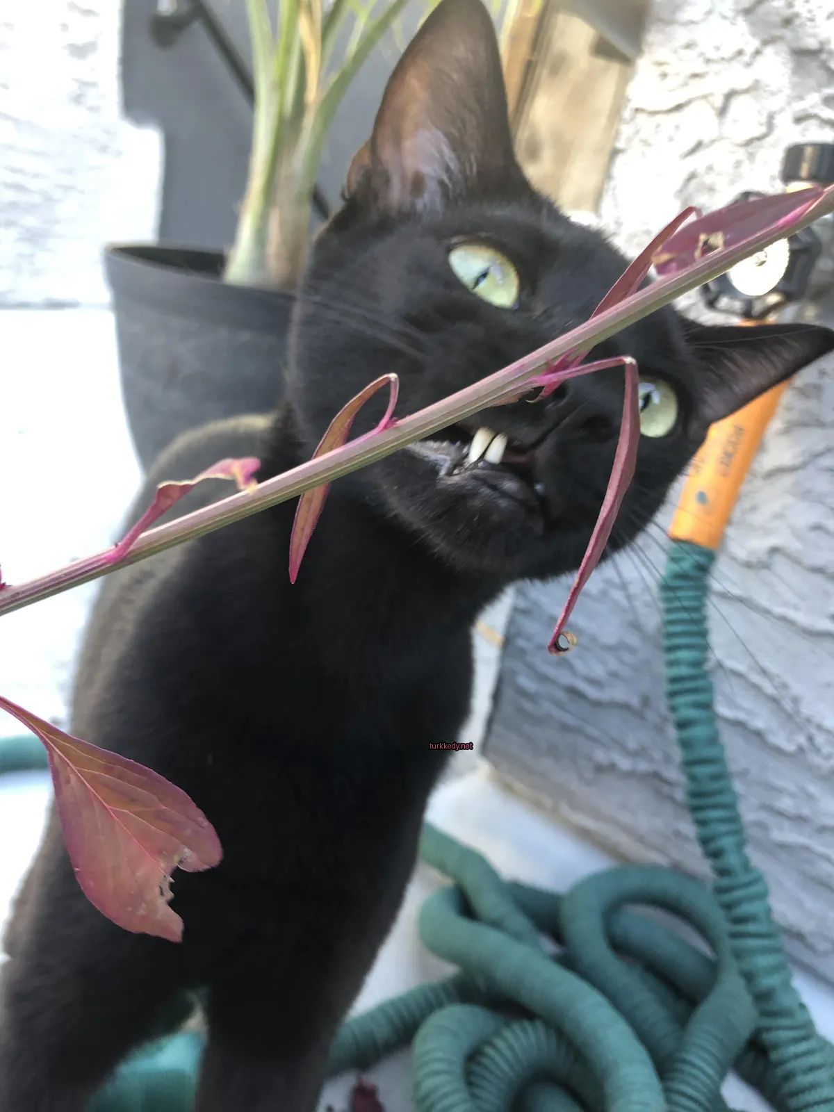 Siyah bir kedi, ağzında ve çenesinde beyaz lekeleri olan, bir ip üzerinde duruyor ve bir yaprak yerken.