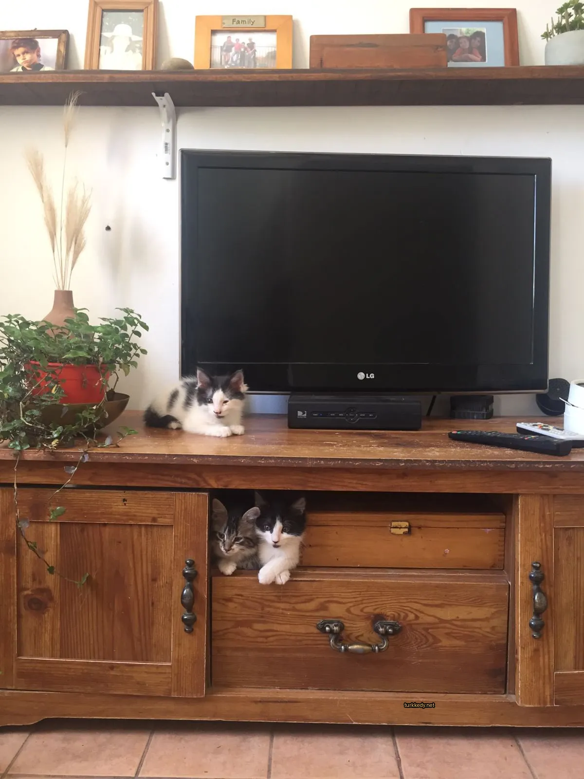 Beyaz ve siyah bir kedi televizyonun önünde bir dolabın üzerinde oturuyor.